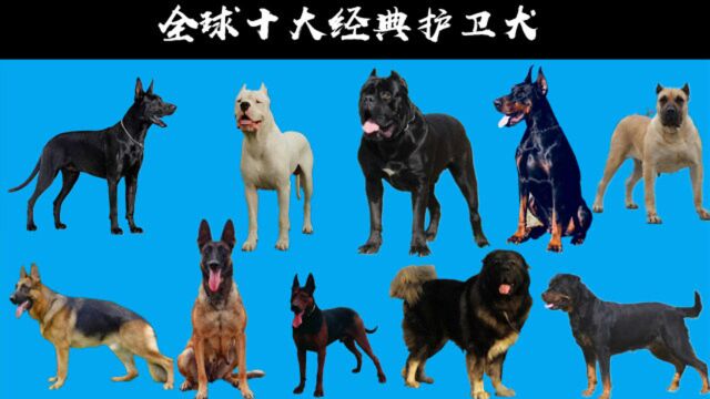 全球十大经典护卫犬排行榜,中国两种犬入围,第八种农村每家都养它