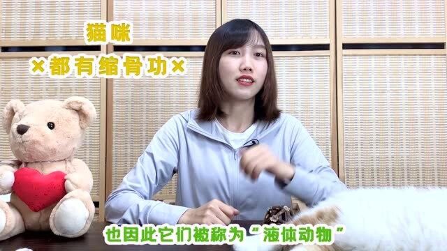 据说猫咪都有缩骨功?还真是这样!原因是猫咪拥有惊奇骨骼