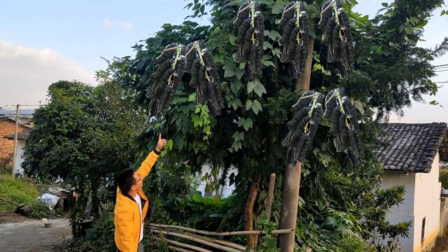 老乡种了2棵“黑狗骨”,没有管理没施肥,每天进账300元,真羡慕