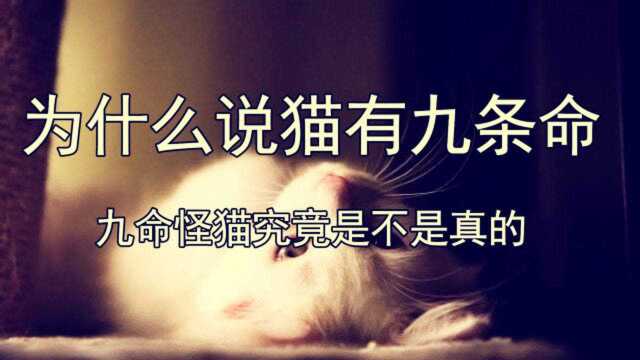 为什么说猫有九条命?九命怪猫究竟是不是真的