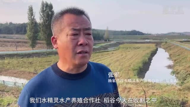 湖北老河口:稻米丰收虾蟹肥 “立体种养”奔小康