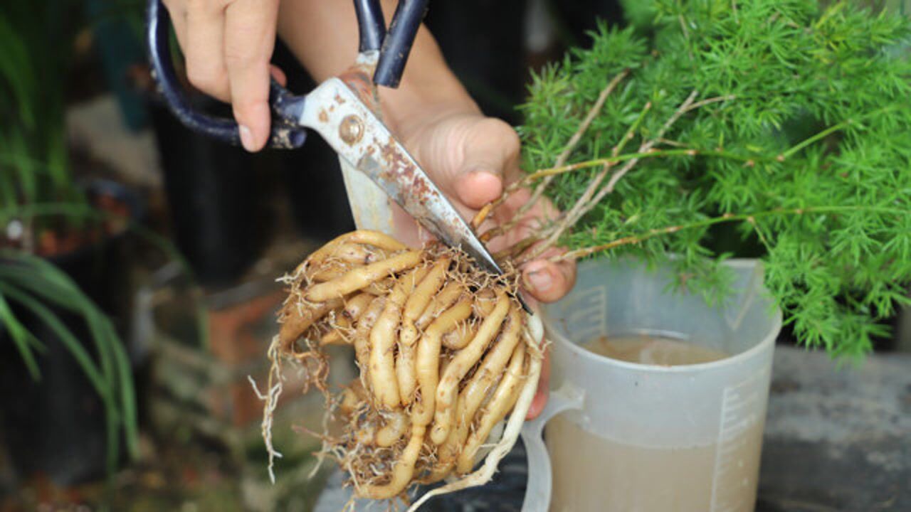 蓬莱松能长大肉根,要记住一些简单操作,太实用了