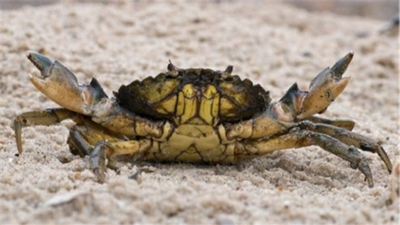 为何螃蟹走路的时候,是横着走的?有没有可以直走的螃蟹?