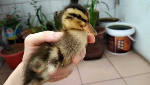 小鸭子自己洗澡的样子太萌了，这鸭以后还怎么吃得下去啊