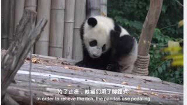 Giant panda with fancy tickles