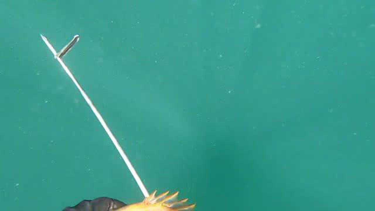 v11263479湛蓝深海探海渔人阿峰老表深海打鱼瞬间还有悠闲的小鱼群和