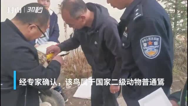 鵟你知道怎么读?这个国家二级保护动物受伤被民警救助了