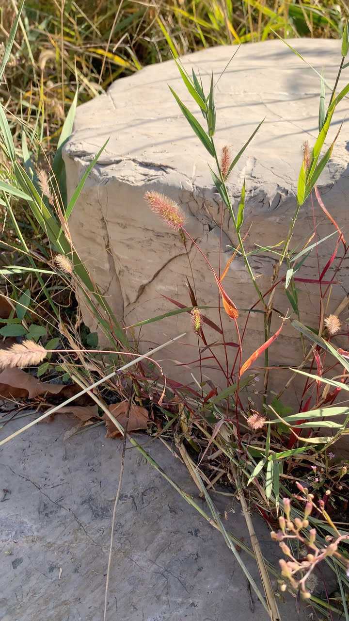 第一次见红色的狗尾巴草,小时候总喜欢用它编戒指,一眨眼我都长大了