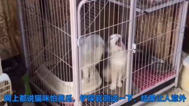 网上说猫咪怕黄瓜,铲屎官测试了一下,结果是这样的