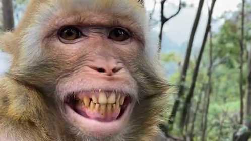 这只猴子的牙齿好大,当它张开嘴巴的时候,居然把我都给吓到了!