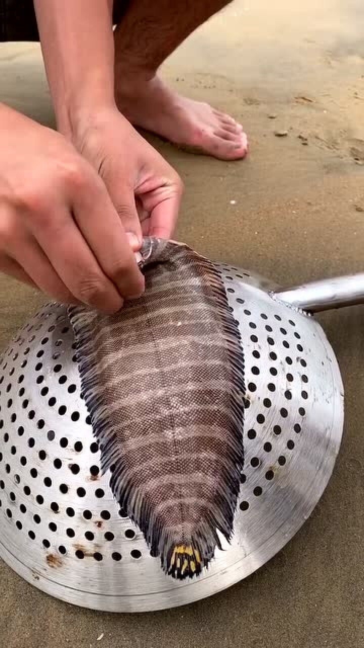 赶海发现一条带纹条鳎这种鱼吃之前要记得扒皮红烧油炸都特别好吃