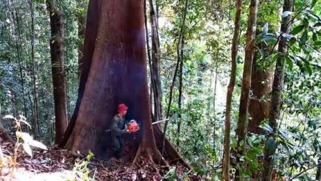 实拍经验丰富的伐木工砍伐百年柳桉树,网友:这种树值钱