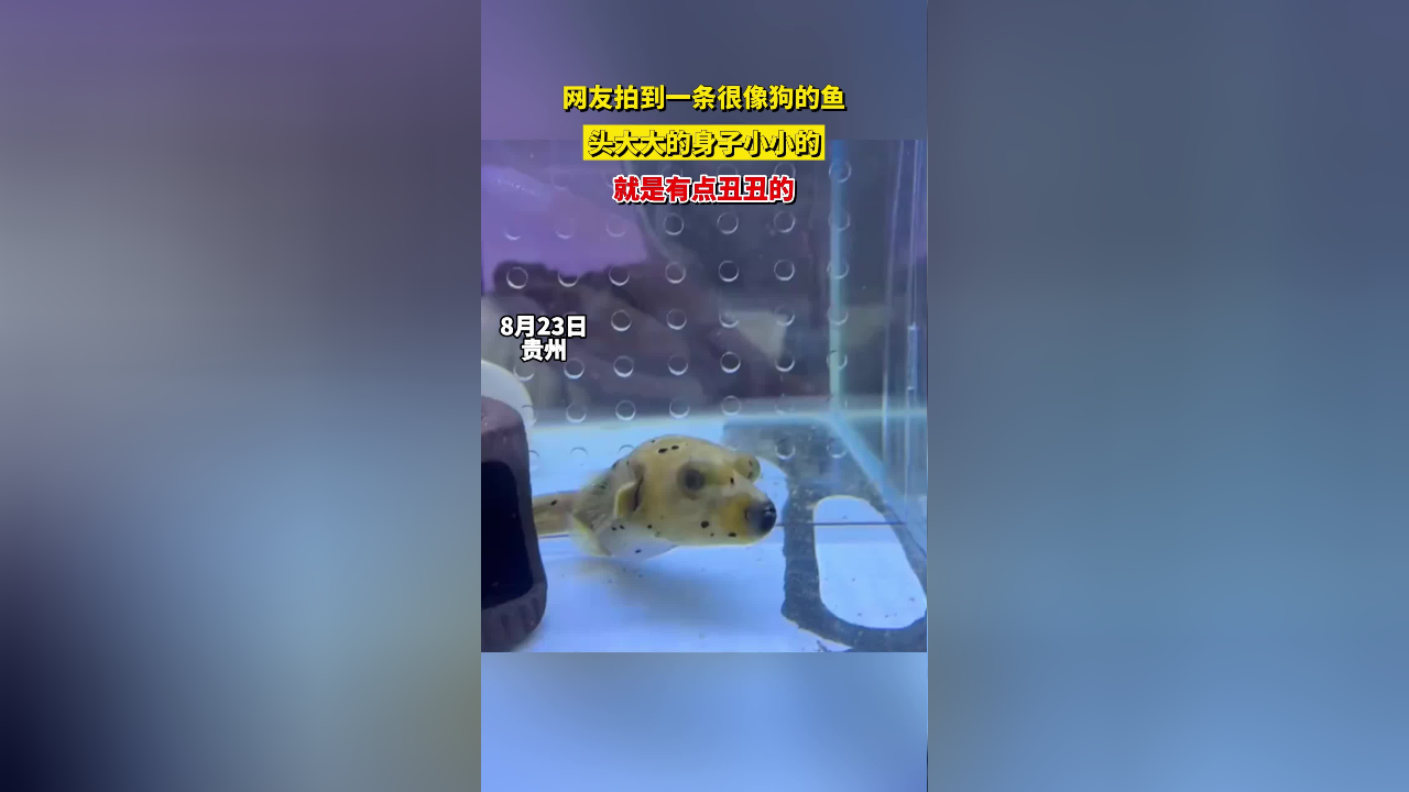 网友拍到一条很像狗的鱼,头大大的身子小小的,就是有点丑丑的_腾讯新闻