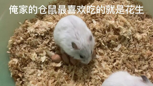 看看我家仓鼠多可爱