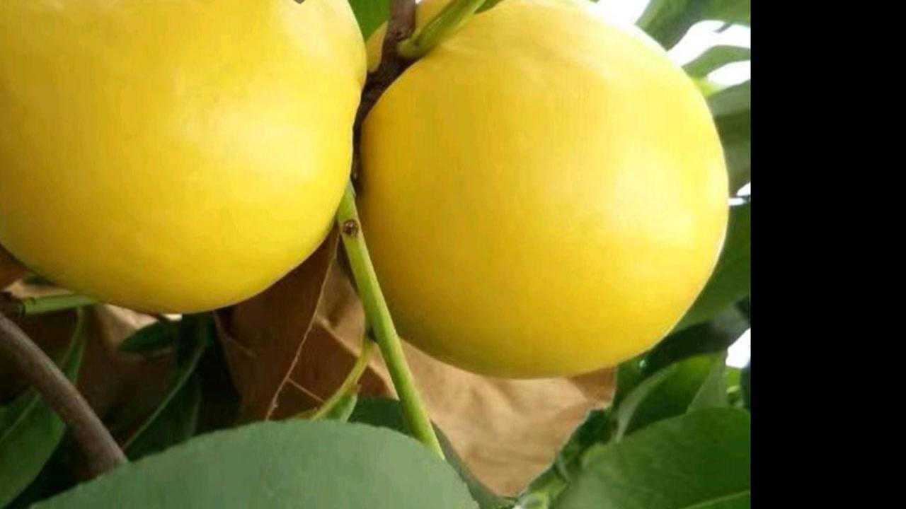 油桃新品种世纪之星二号介绍