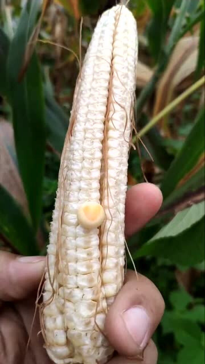 种下一粒种子,现在收获一粒玉米,这是啥意思?