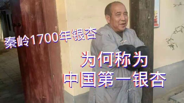 秦岭古寺1700年银杏,缘何被称为中国第一银杏,听老和尚怎么说