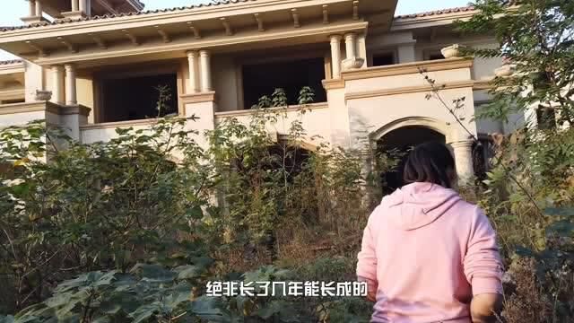 湖北黄石的烂尾楼别墅群,杂草丛生空无一人,有人愿意来住吗