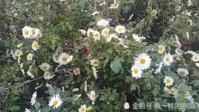 没事去好友的菊花地看看,“白菊花主散风热,平肝明目\