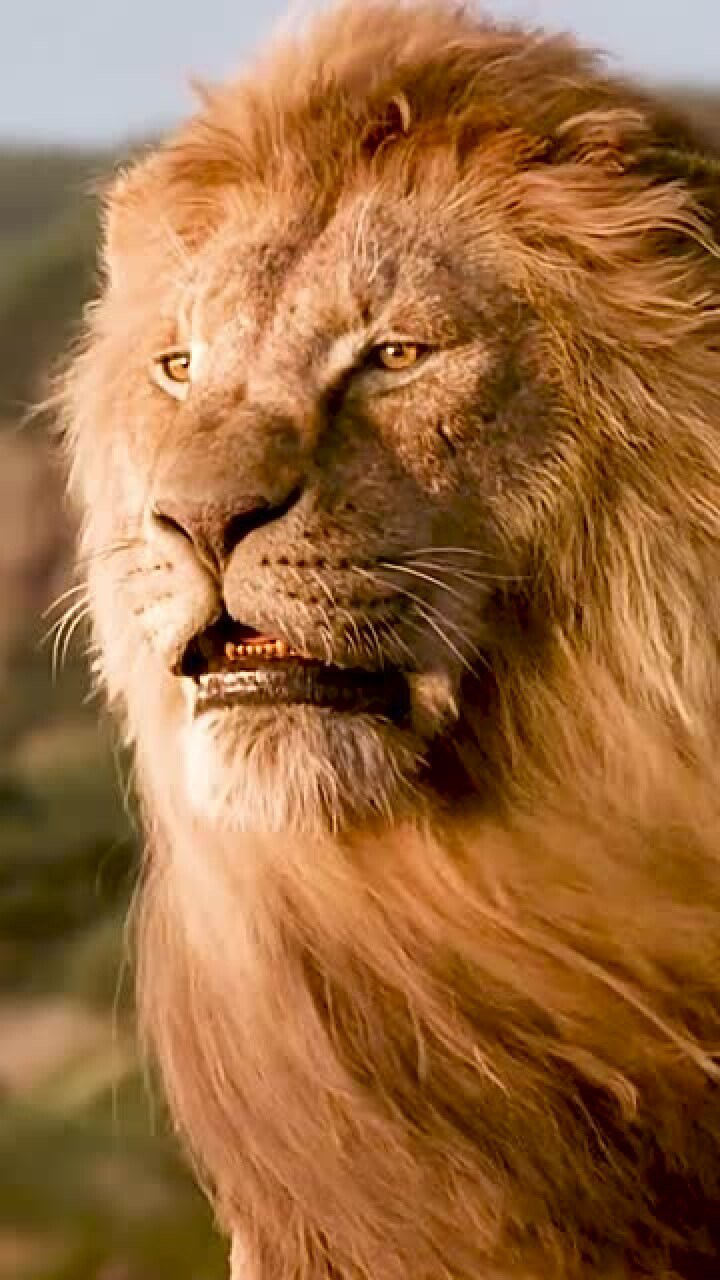 威武霸气的狮子王尽显王者风范当之无愧的霸主