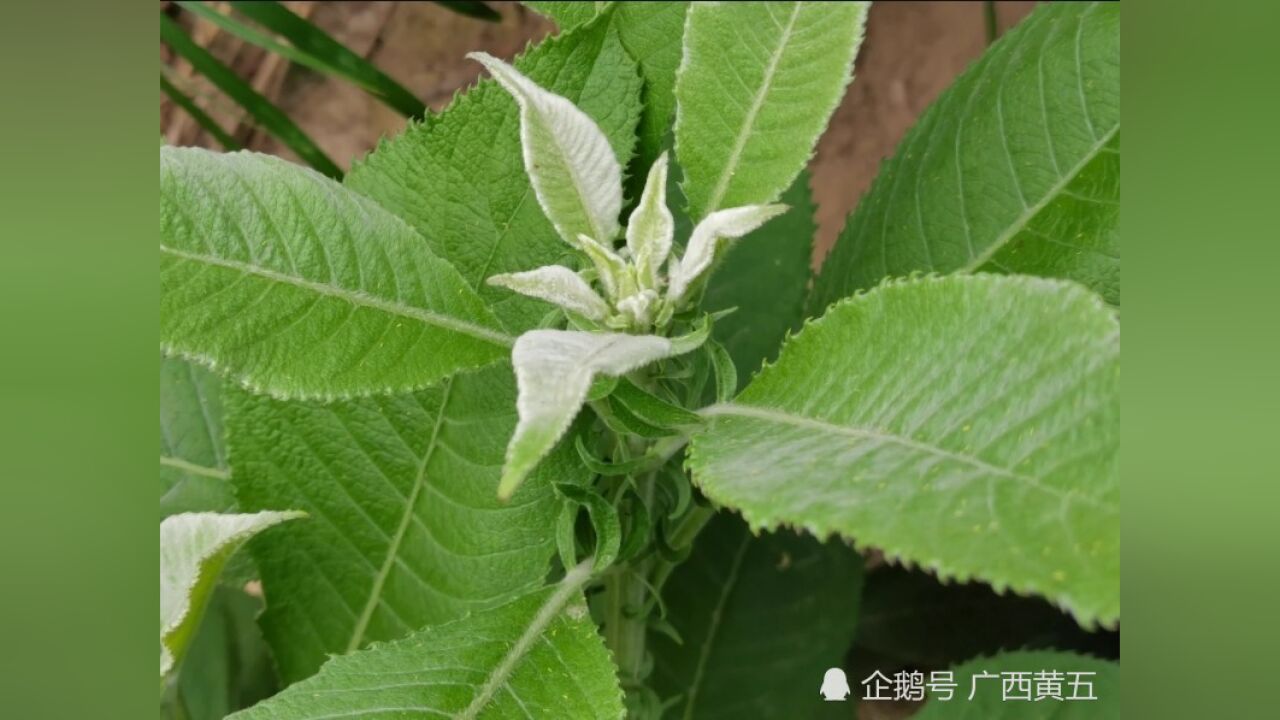 它叫艾纳香,也叫紫再枫,稀有中草药,来认识一下