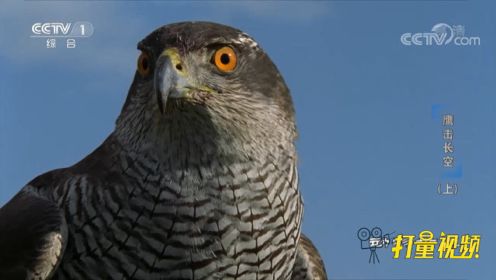 都说鹰的眼睛厉害，那鹰的眼睛与人眼究竟有何不同？
