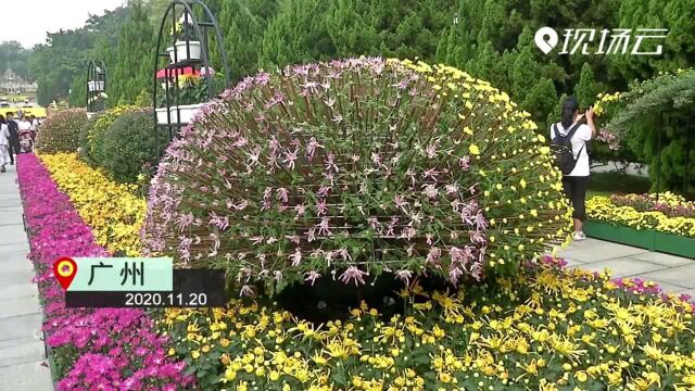 广州:花开正好 黄花盛宴迎四方客