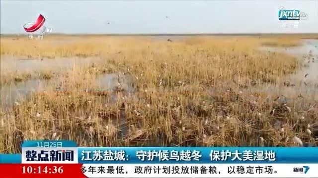 江苏盐城:守护候鸟越冬 保护大美湿地