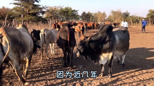 非洲牛贩子来农场抓牛,小牛叫得好可怜,到底卖不卖呢?