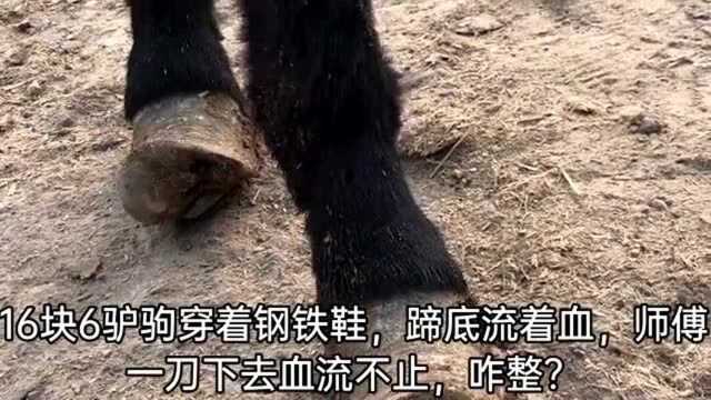 16块6驴驹穿着钢铁鞋,师傅一刀下去血流不止