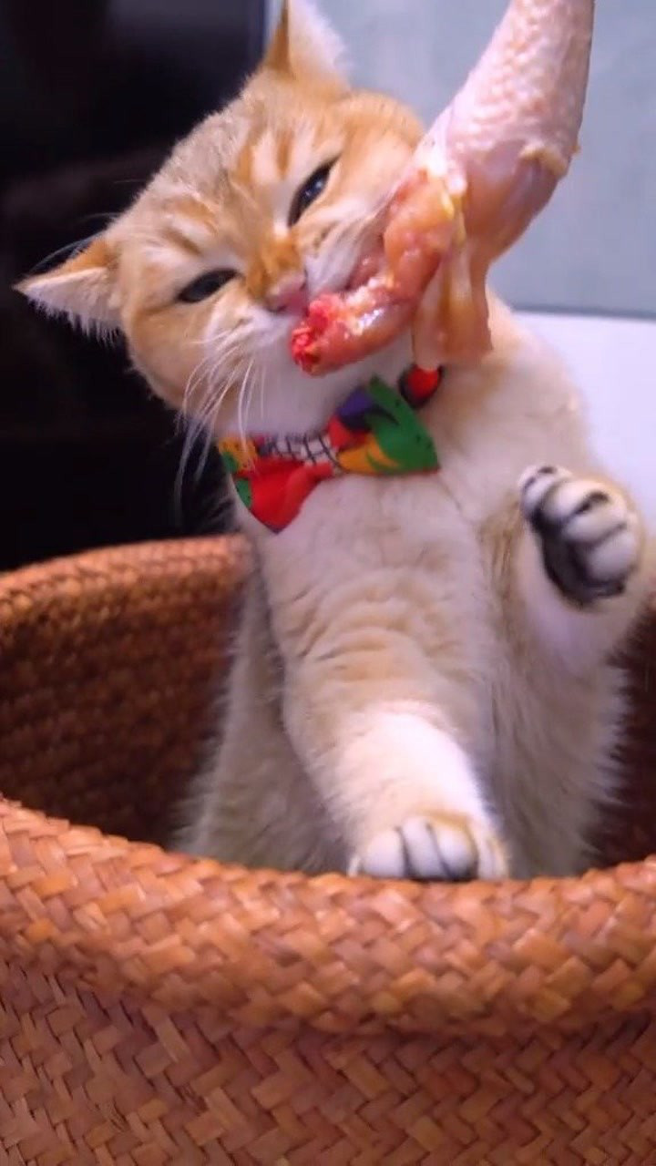 干饭猫,干饭魂,今天你干饭了吗!