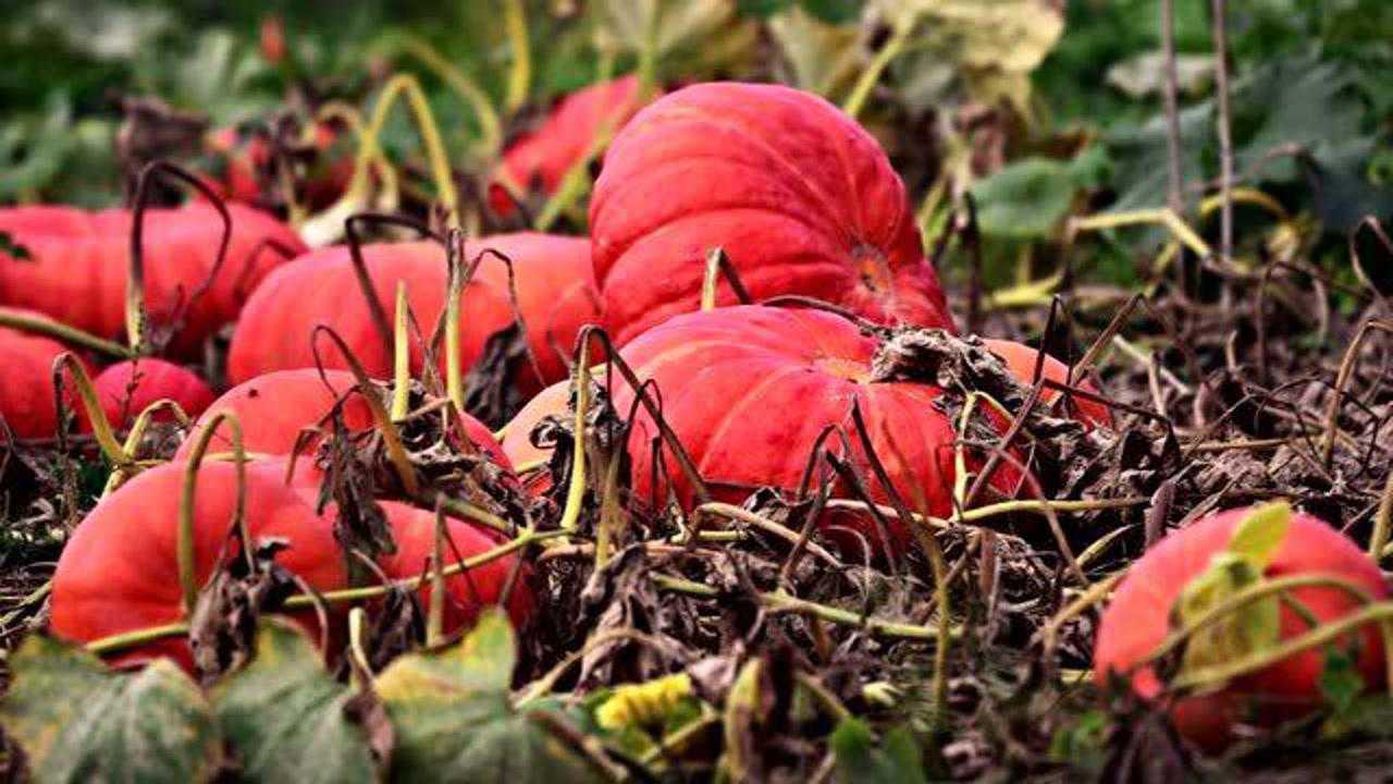 十种常见耐旱蔬菜都是啥不用天天浇水周末外出度假也无妨1