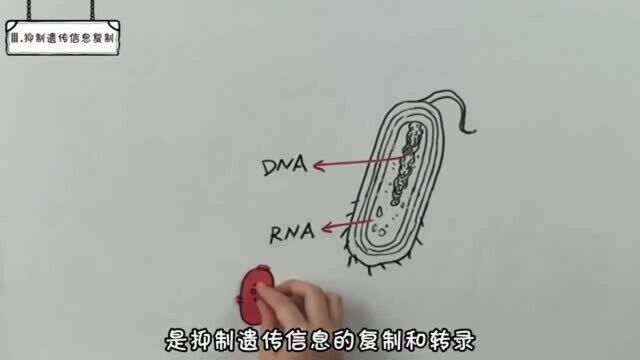 【科普】每天学习新知识,抗生素是什么原理?