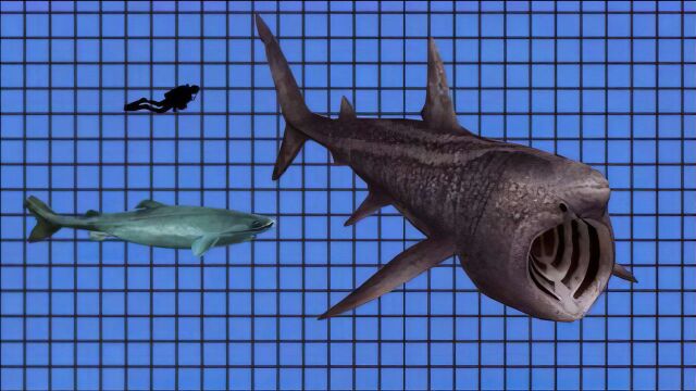 四种长相怪异的鲨鱼,姥鲨嘴宽1米却没牙,格陵兰鲨1年长1厘米