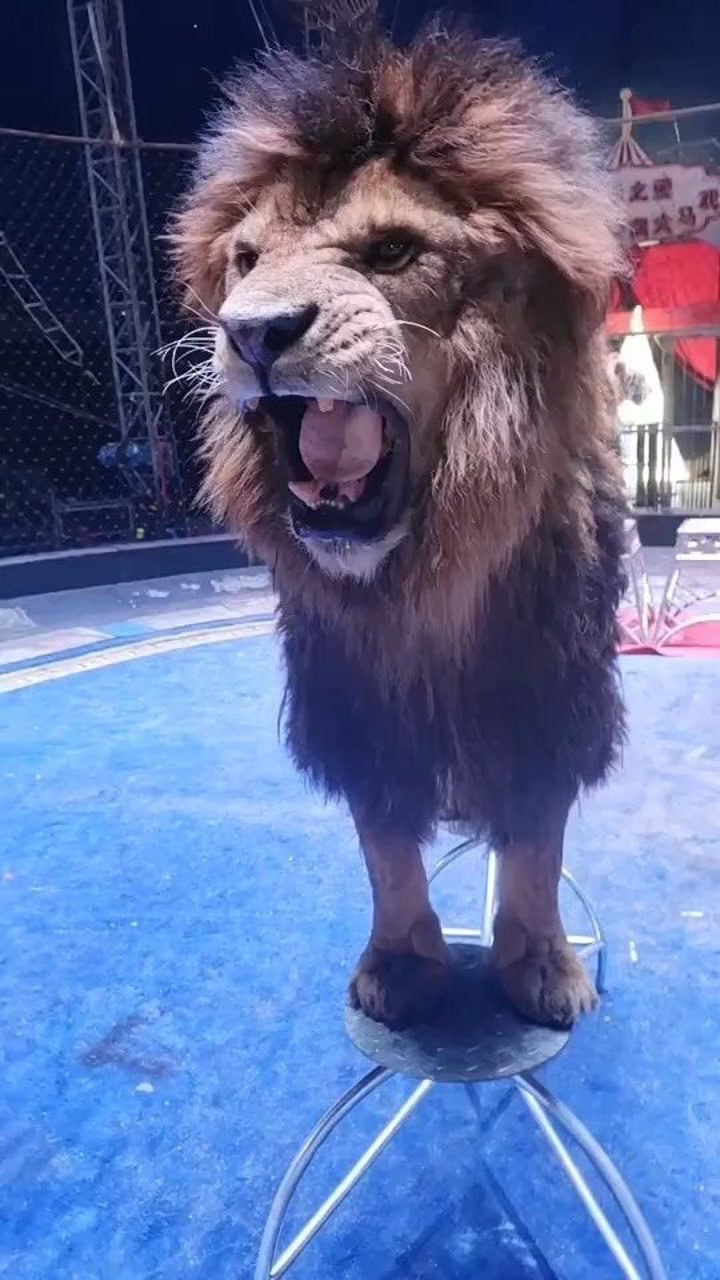 金毛狮王来了,不是谢逊!