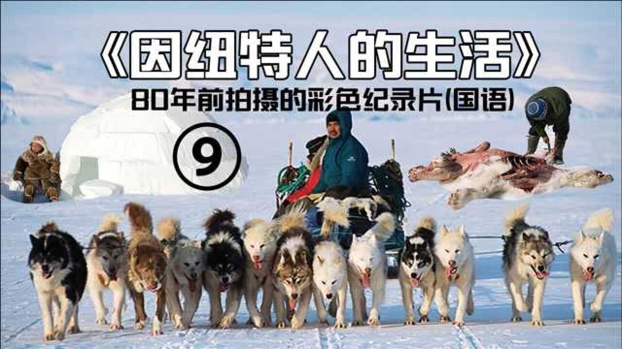 来看北极原始部落因纽特人大口吃生肉,兽皮擦嘴,讲话口音独特