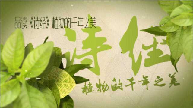 品读诗经 植物的千年之美 葑 谷风