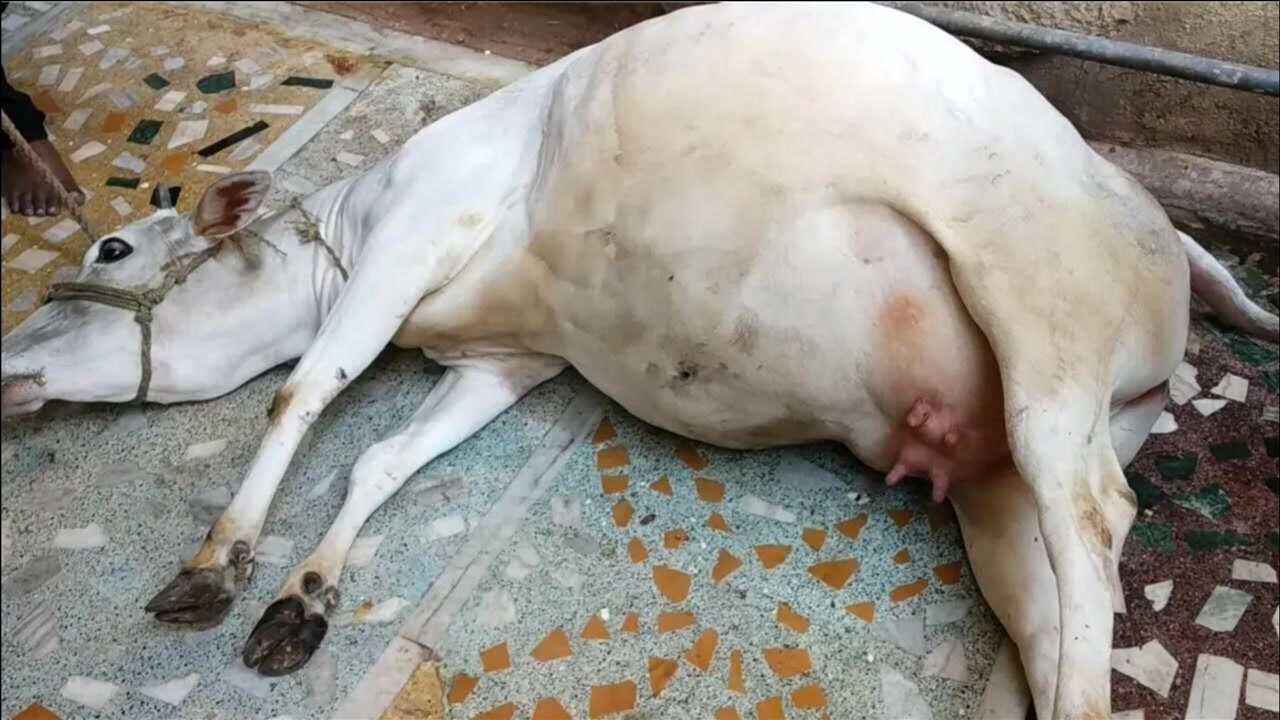 母牛"肚大如斗",主人以为怀了崽子,检查后才知是一肚子废气!