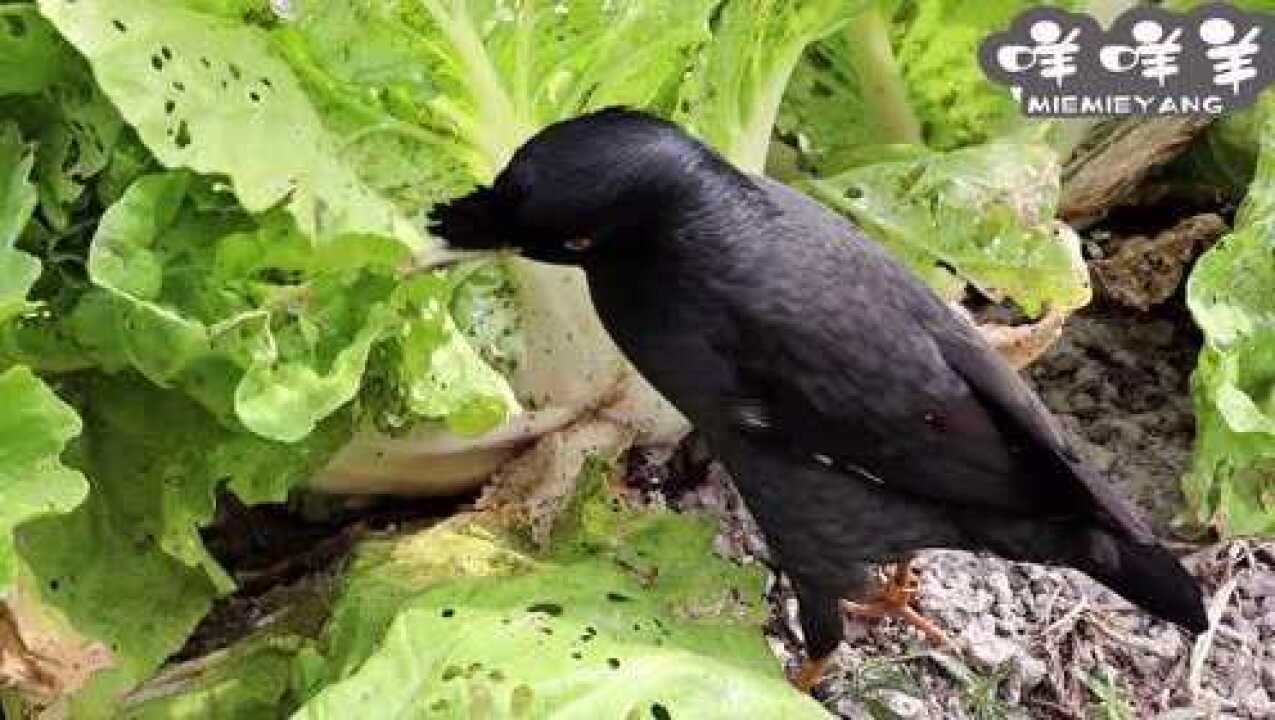 放养的八哥鸟菜地抓菜虫,吃得满嘴都是小虫子,让主人哭笑不得!