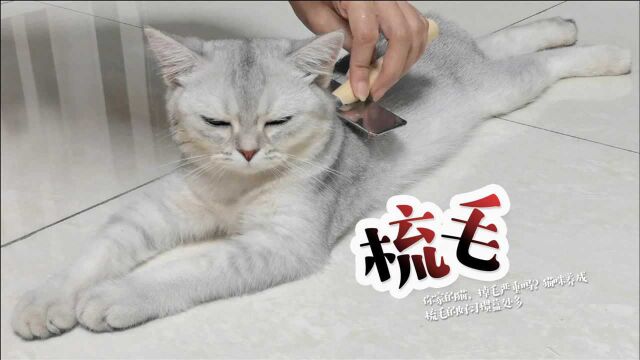 你家的猫,掉毛严重吗?猫咪养成梳毛的好习惯益处多