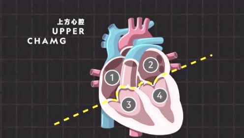 心脏每天跳动多达10万次！你了解自己的心脏结构和作用么？