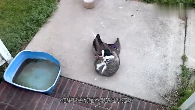 搞笑动物:猫咪睡得正香,却被鸭子一口啄醒,接下来请大家憋住不要笑!