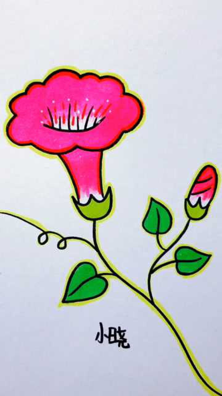 简笔画牵牛花