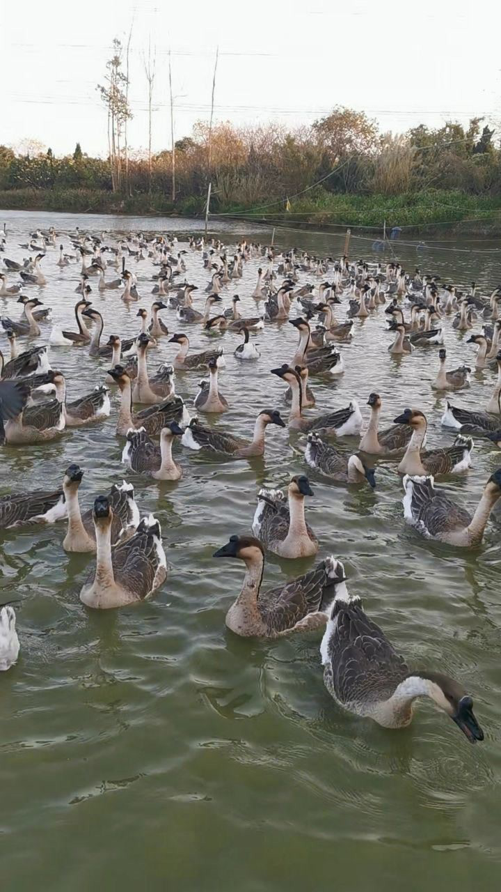 清远黑棕鹅_腾讯视频