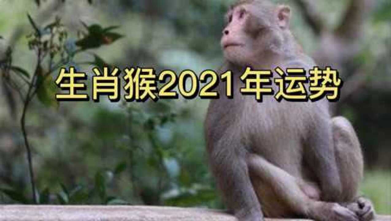 生肖猴2021年运势