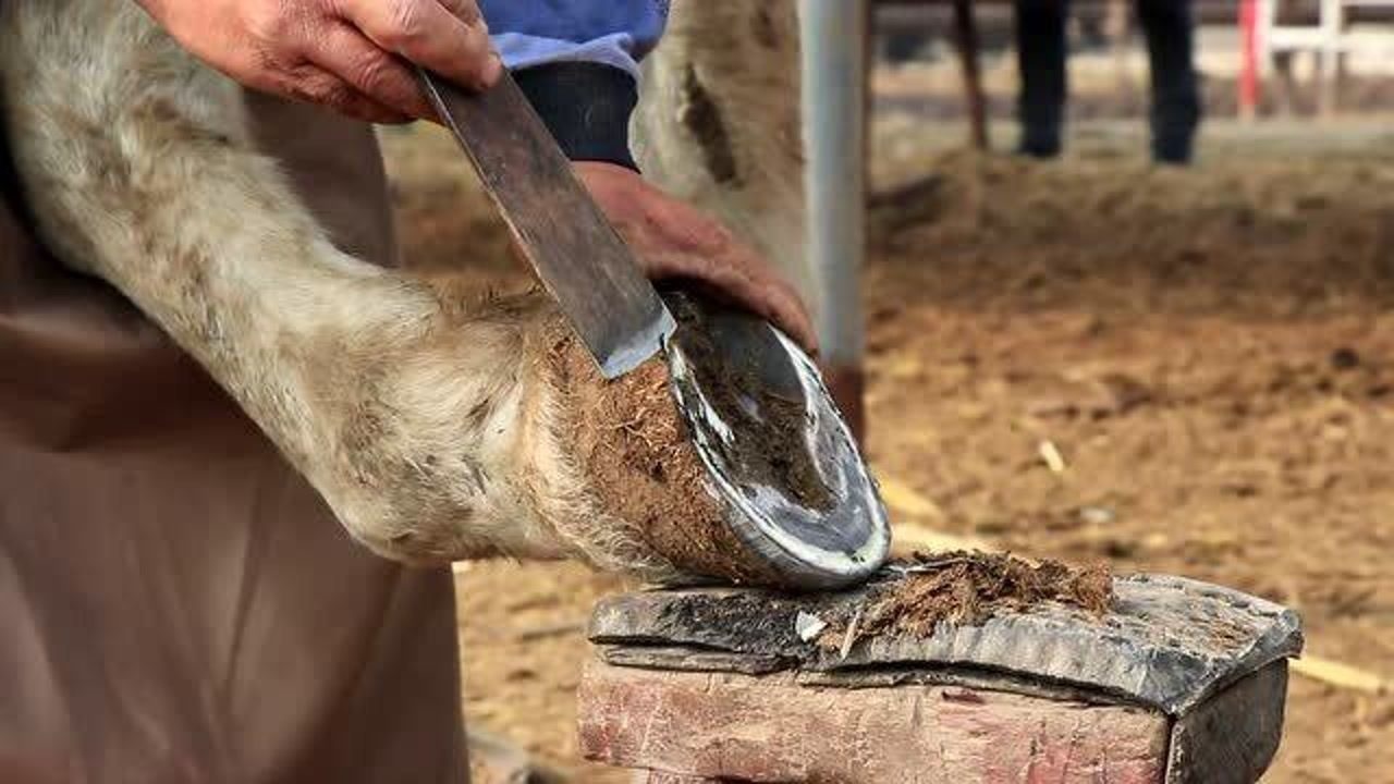 青马蹄子长的碗口大,修起来着时得卖点力气,还好马比较老实好弄!