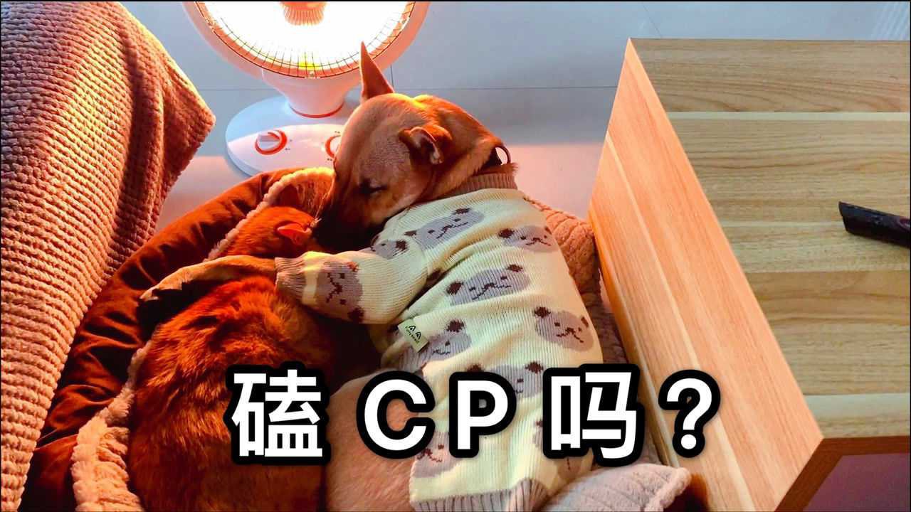 橘貓和大黃狗才是真愛啊這麼暖的cp你磕了嗎