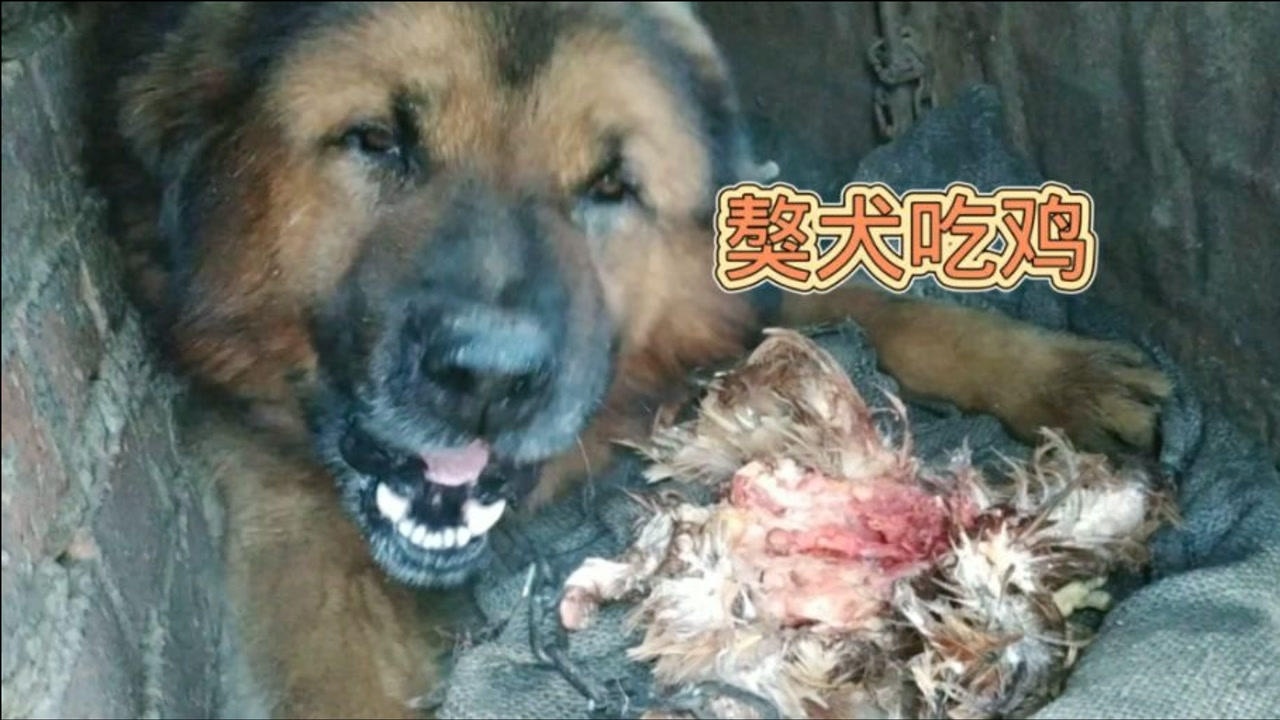 東北野生山狸子太猖狂了,大白天的就來禍害家禽,獒犬這下解饞了