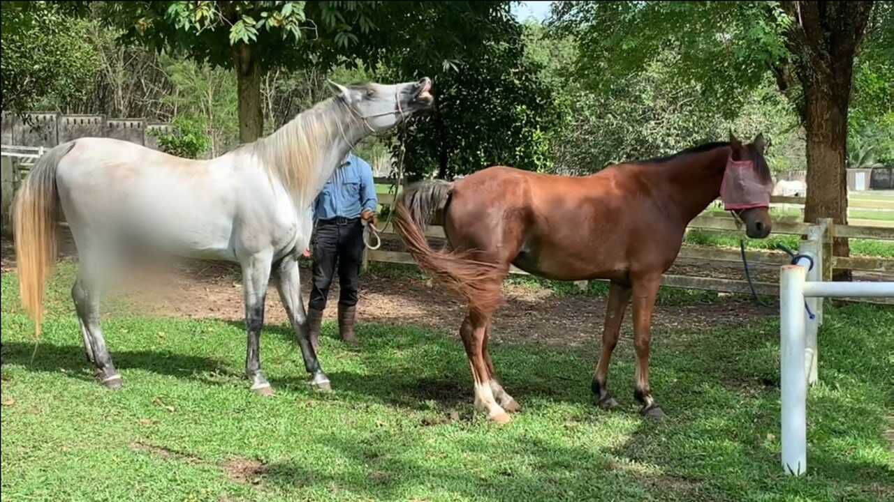 这白马见到棕马就龇着牙笑,欢喜的很,真滑稽