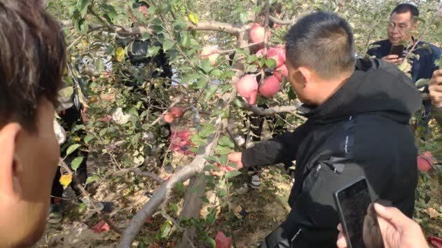 果树植组修剪管理,这些细节值得注意!